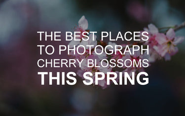 The Best Places to Photograph Cherry Blossoms this Spring