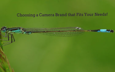 Macro Photography-Not just for the Pro’s Some Tips for Beginners