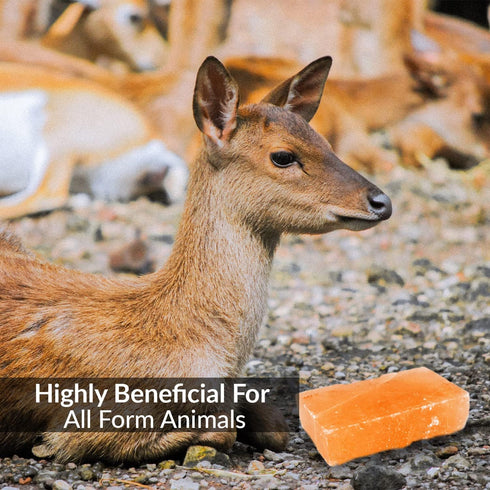 Brick Salt for Deer | HIMALAYAN NATURE