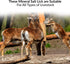 Brick Salt for Deer | HIMALAYAN NATURE