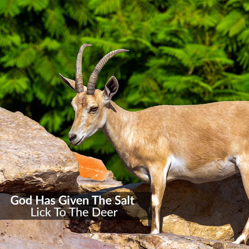 Brick Salt for Deer | HIMALAYAN NATURE