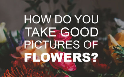 Pictures of Flowers