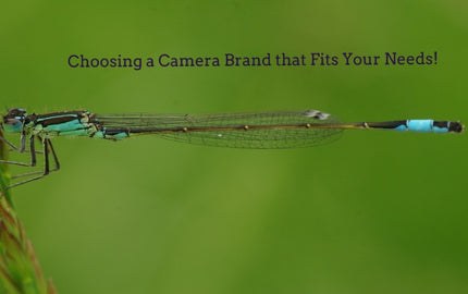 Macro Photography-Not just for the Pro’s Some Tips for Beginners