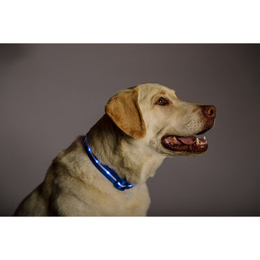 Deco Pet 18-Inch LED Dog Collar w/3 Light Modes for Night Safety, Battery-Powered - Blue
