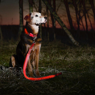 Deco Pet 2-Pack Blue/Red LED Dog Leash w/3 Light Modes for Night Safety, Battery-Powered