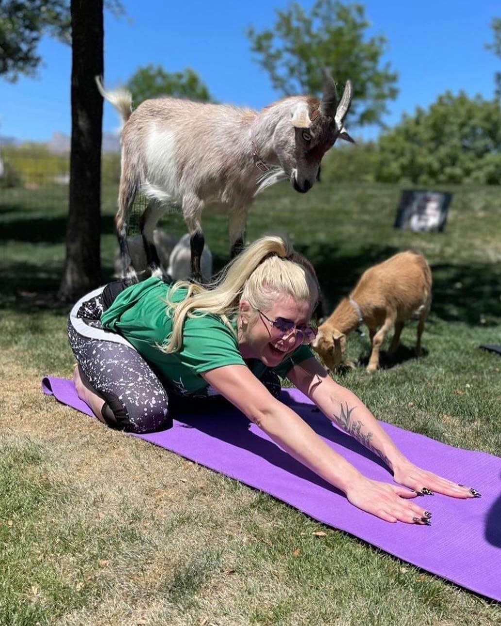 goat yoga for mental health awareness